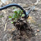 🌺Frühling Vorverkauf 49% Rabatt🌿Gartenarbeit Hand Unkrautstecher