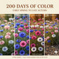 Premium Cornflower Seeds🌸400 Seeds